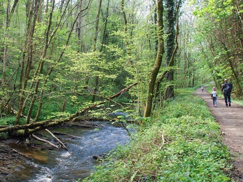 Walking in the woods with kids