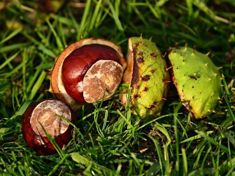 Conkers