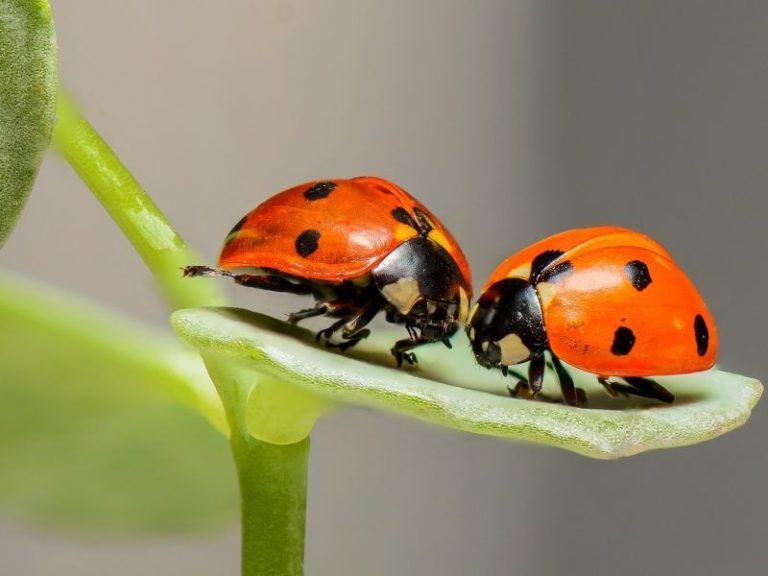 2 ladybugs