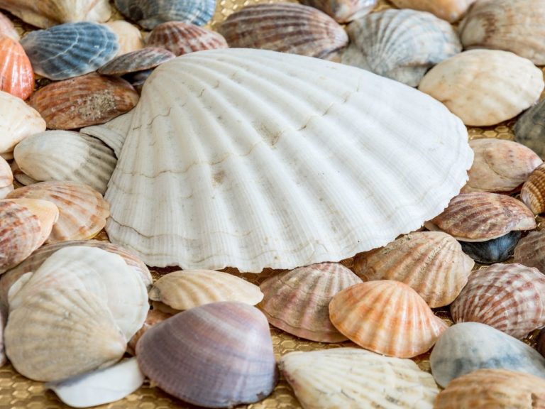 Sea shells