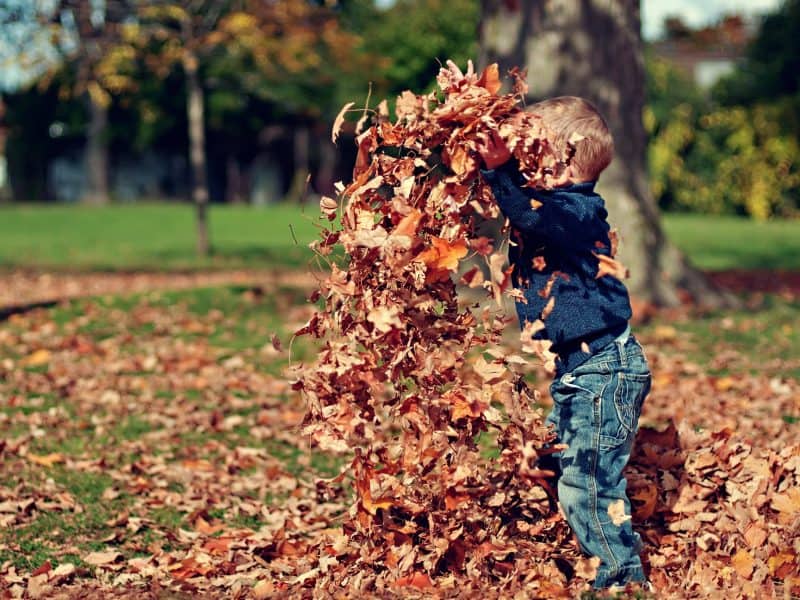 Boy playing in a pile of leaves