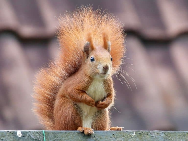 A bushy tailed red squirrel