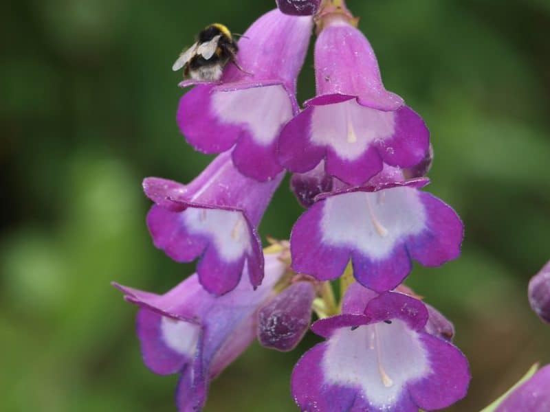 Bumblebee on foxglove