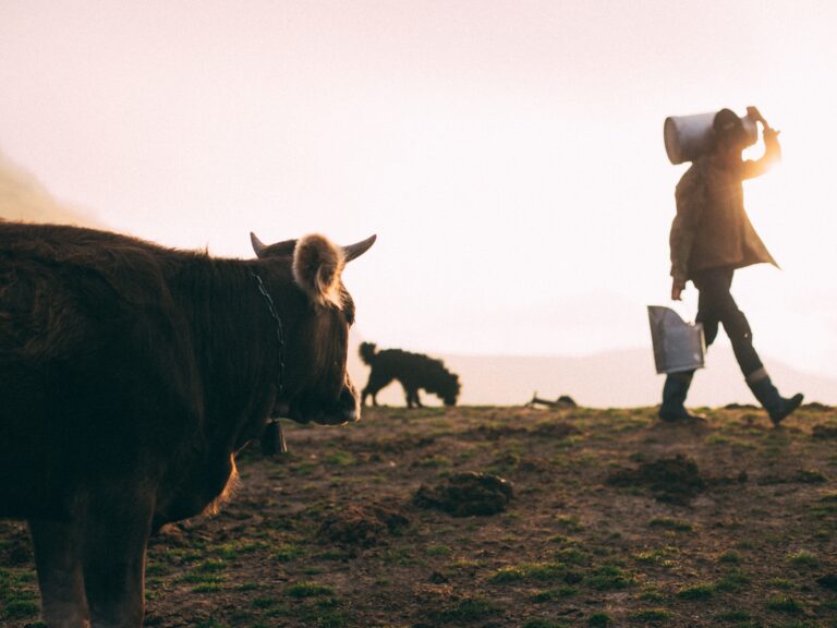 Farmer walking past a bull carrying a milk churn